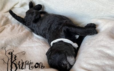 Mabel & Cody pups: Week 1 photos and video